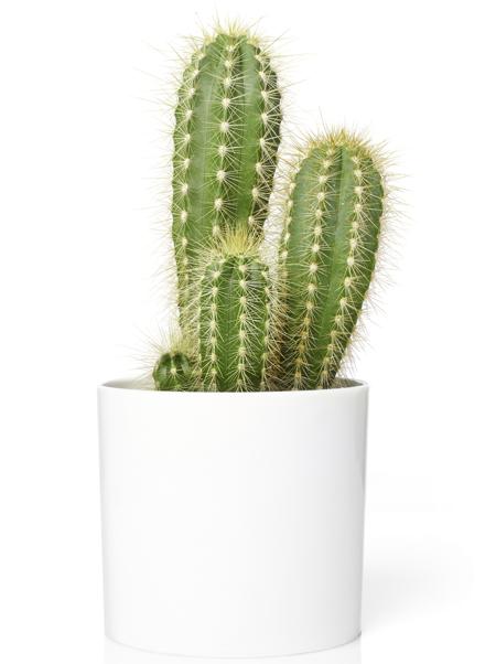 cacti plant