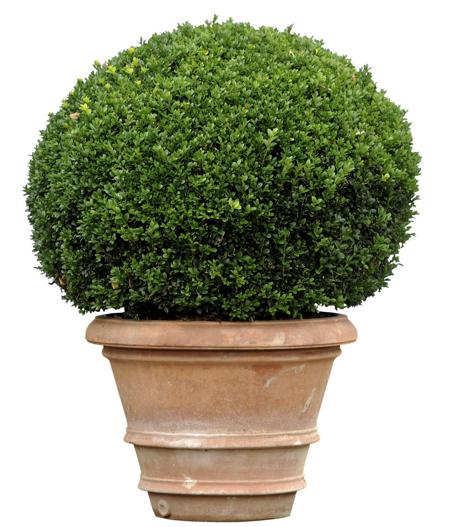 shrubs plant