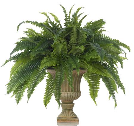 ferns plant