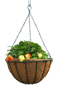 Hanging Basket