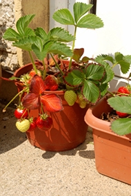 Strawberry Plant in Sunlight
