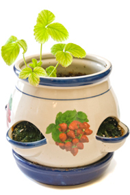 Strawberry Pot