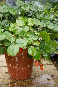 Watering Strawberry Plant