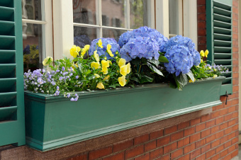 Blue florets and small yellow flowers