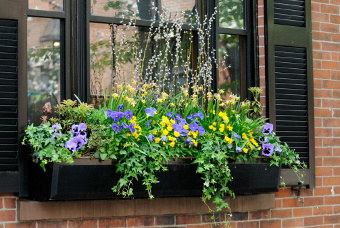 Purple pansies with tiny yellow flowers