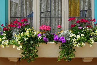 Different bright and colorful flowers