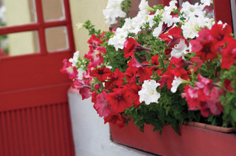 Red and white funnel-shaped flowers