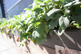 Wooden window box with sage