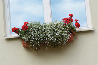 Small window box with ivy geranium and lobelia