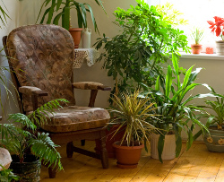 Corner Garden Area In House