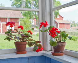 Flower Plant Containers On Windowsill