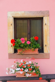 Woman In Flower Garden