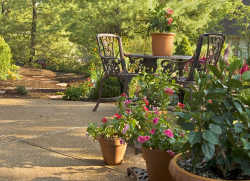 Container Plants In Patio