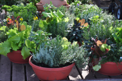 Leafy Vegetable Plant Containers