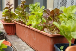 Vegetable Planter