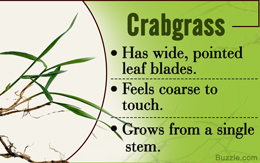 Crabgrass identification guidelines