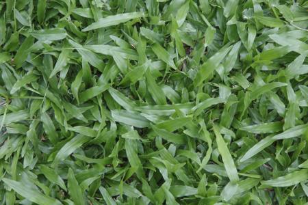 Green leaves grass