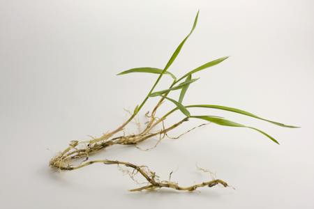 Crabgrass with roots