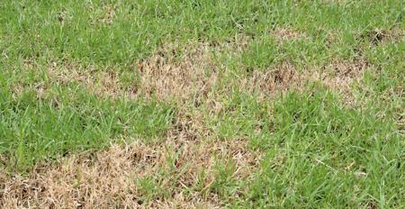 Dry burnt dead grass