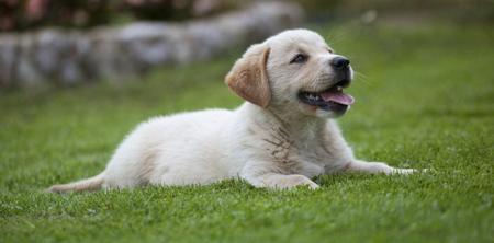 Dog sitting on lawn