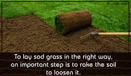 Tip to lay sod grass