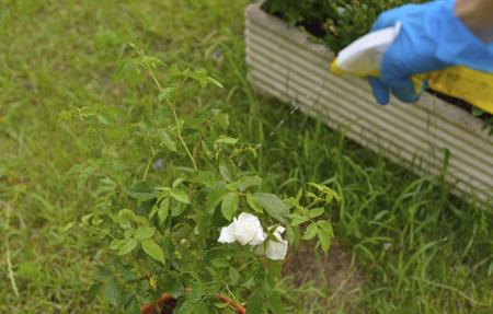 Pesticide spray