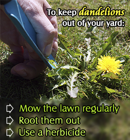 Tips to get rid of dandelions in your lawn