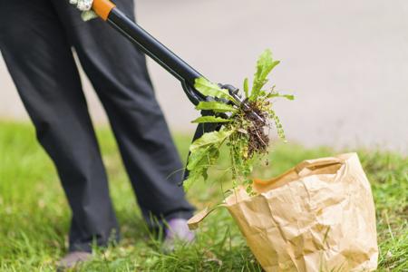 Pulling weeds