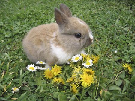 Bunny rabbit cute