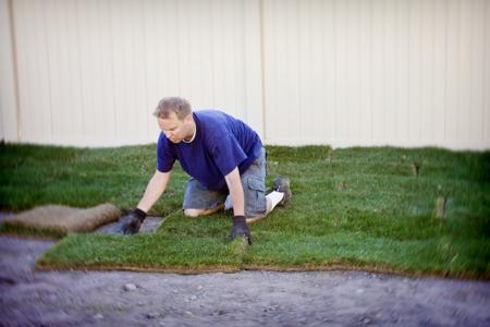 planting turf