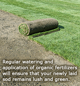 Tips to care for newly laid sod