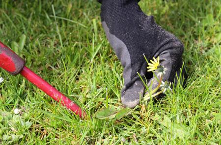 Dandelion Removal