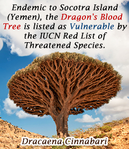 Fact about dragon's blood tree