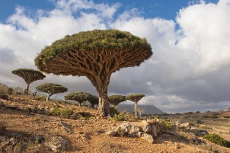 Dragon's Blood Trees at Socotra Island