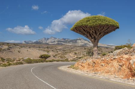 Dragon's Blood Tree at Dixam Plateau