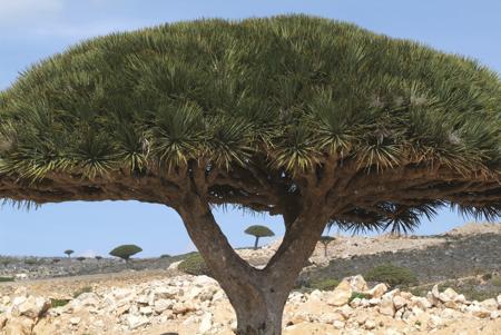 Shade Provided by Dragon's Blood Tree 