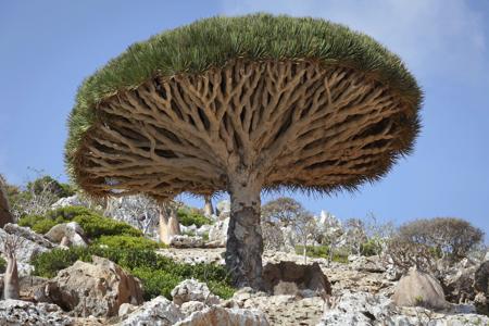 Dense Canopy of Dragon's Blood Tree