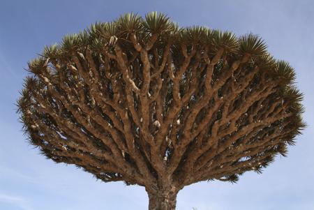 Mushroom-shaped dracaena Cinnabari 