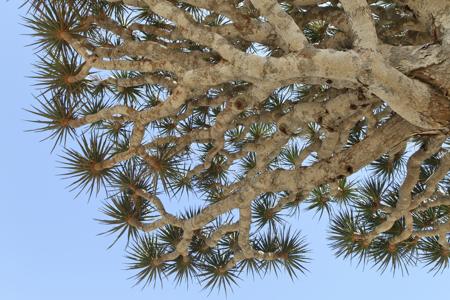 Leaves of Dragon's Blood Trees 