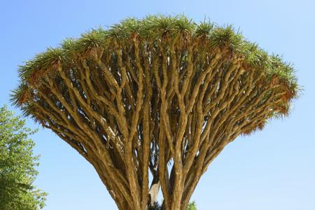 Branches of Dragon's blood Tree 