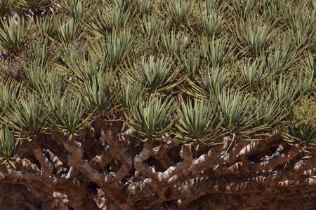 Close-up of Dragon's Blood Trees 