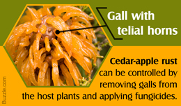 Tip to get rid of cedar-apple rust