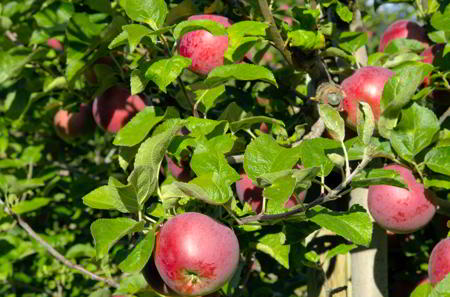 Red Delicious Apples