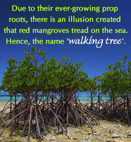 Fact about the red mangrove tree