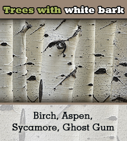 Trees having white bark