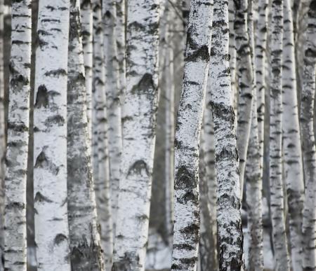 The Paper Birch (Betula papyrifera)