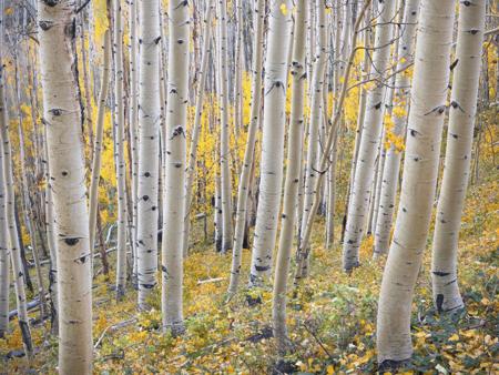 he Quaking Aspen (Populus tremuloides) in fall