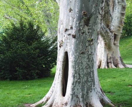 The Sycamore (Platanus occidentalis)