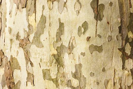 The Sycamore (Platanus occidentalis) bark
