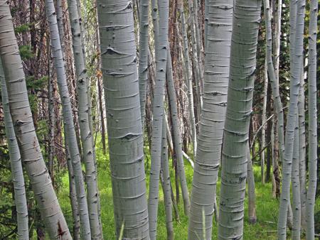 The Quaking Aspen (Populus tremuloides)